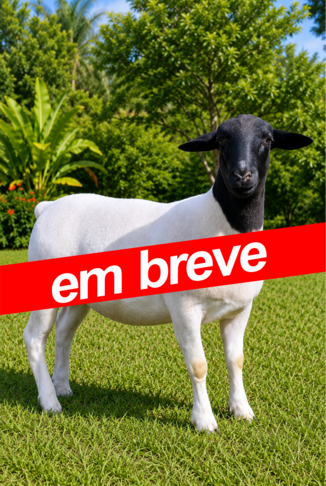 em-breve.png